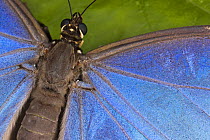 Common morpho butterfly (Morpho peleides), Costa Rica