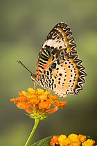 Orange lacewing butterfly (Cethosia penthesilea) on flower head, Malaysia (Captive)