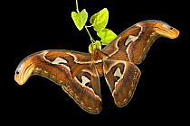 Southeast Asian atlas moth (Attacus atlas)