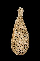 Pupal cocoon of Madagascar moon moth (Argema mittrei) Madagascar (Captive)