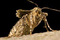 Female Winter moth (Operophtera brumata), note lack of wings, Germany