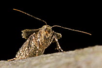 Female Winter moth (Operophtera brumata), note lack of wings, Germany