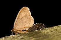 Winter moths (Operophtera brumata) mating, female with very small wings (flightless), male with normal sized wings, Germany