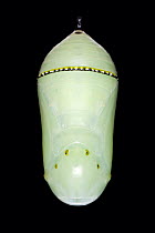 Pupa of Monarch butterfly (Danaus plexippus)