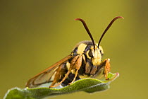 Hornet clearwing moth (Sesia apiformis), Germany