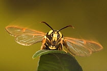 Hornet clearwing moth (Sesia apiformis), Germany