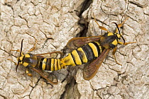 Hornet clearwing moth (Sesia apiformis) mating, Germany