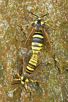 Hornet clearwing moth (Sesia apiformis) mating, Germany