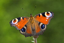 Peacock butterfly (Inachis io) on flower head, Germany