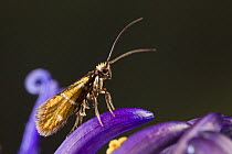 Micro moth {Micropterix osthelderi} standing on a petal, Austria (One of the smallest lepdioptera in the world, wingspan around 2.5 mm)