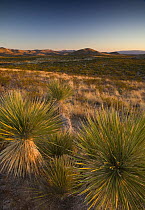Guadalupe Mountains National Park at sunset, Texas, USA