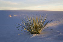 Soaptree Yucca (Yucca elata) in gypsum sand, White Sands National Park, New Mexico, USA