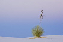 Soaptree Yucca (Yucca elata) flowering in gypsum sand, White Sands National Park, New Mexico, USA