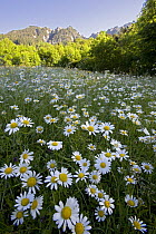 Marguerite /  Ox-eye daisy (Leucanthemum vulgare) meadow, Grosses Walsertal, Austria