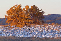 Snow Goose (Chen caerulescens) flock taking off, Bosque del Apache National Wildlife Refuge, New Mexico, USA