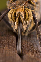 Close up of mouthparts of Owl butterfly (Caligo memnon) feeding on ripe banana, Central America (Captive)