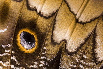 Close-up of wing pattern of Owl butterfly (Caligo memnon) Central America (Captive)