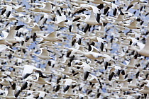Large flock of Snow Geese (Chen caerulescens) flying, Bosque del Apache National Wildlife Refuge, New Mexico, USA