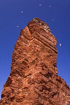 Seabird colony nesting on cliff face, Lange Anna, Helgoland, Germany