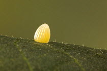 Egg of Monarch butterfly (Danaus plexippus) on the underside of Milkweed leaf (Asclepias spec) USA