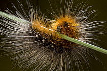 Hairy caterpillar larva of Garden tiger moth (Arctia caja) moving around plant stem, Germany