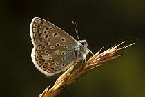Adonis blue butterfly (Polyommatus bellargus) Germany
