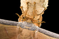 Close up of antennae of Japanese Oak Silkmoth (Antherea yamamai), Captive