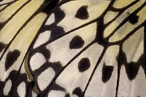 Close up of wing pattern of Tree nymph butterfly(Idea leuconoe) South Asia