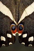 Close-up of wing detail of Emperor swallowtail butterfly (Papilio ophidicephalus) Africa