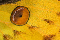 Close up of eye on wing of Madagascar moon moth (Argema mittrei) Madagascar (Captive)
