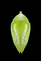 Pupa of Common morpho butterfly (Morpho peleides)