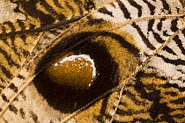 Close-up of eye on wing of Owl butterfly (Caligo memnon) South America