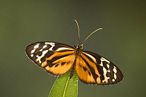 Ismenius longwing butterfly (Heliconius ismenius), South America (Captive)