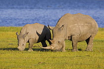 White Rhinoceros (Ceratotherium simum) grazing with juvenile, Lake Nakuru, Kenya