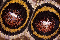 Close-up of eye on wing of Common morpho butterfly (Morpho peleides) Costa Rica