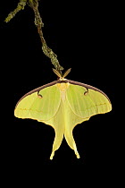 American moon moth (Actias luna) hanging from twig, USA