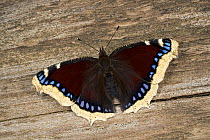 Camberwell beauty / Mourning cloak butterfly (Nymphalis antiopa) on wood, Germany