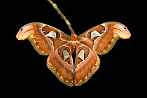 Southeast Asian atlas moth (Attacus atlas)