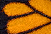 Close-up of wing pattern on Monarch butterfly (Danaus plexippus) USA
