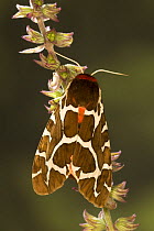 Garden tiger moth (Arctia caja) on plant, Germany