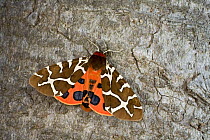 Garden tiger moth (Arctia caja) on tree trunk, Germany