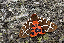 Garden tiger moth (Arctia caja) on tree trunk, Germany
