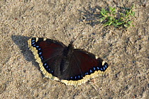 Camberwell beauty / Mourning cloak butterfly (Nymphalis antiopa) on wood, Germany