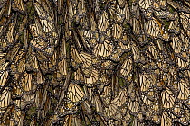 Monarch butterflies (Danaus plexippus) covering tree trunk, early morning, overwintering colony, Michoacan, Mexico