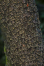 Mass of Jersey tiger moths (Euplagia quadripunctaria) on tree trunk, Rhodes, Greece