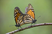 Monarch butterflies (Danaus plexippus) mating, Michoacan, Mexico. Females lay their eggs on their journey north.