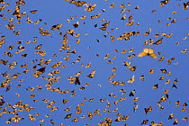 Mass of Monarch butterflies (Danaus plexippus) flying, overwintering colony, Michoacan, Mexico