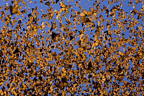 Cloud of Monarch butterflies (Danaus plexippus) flying, overwintering colony, Michoacan, Mexico