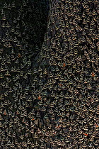 Mass of Jersey tiger moths (Euplagia quadripunctaria) on tree trunk, Rhodes, Greece