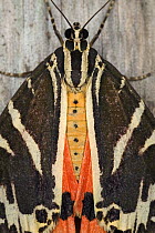 Jersey tiger moth (Euplagia quadripunctaria), Rhodes, Greece
